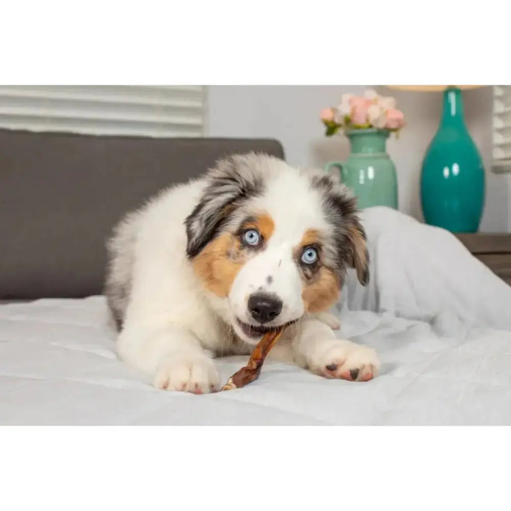 Natural Cravings USA 5" Standard Steer Bully Sticks Dog Chew Treat Each 5 Pack - Talis Us