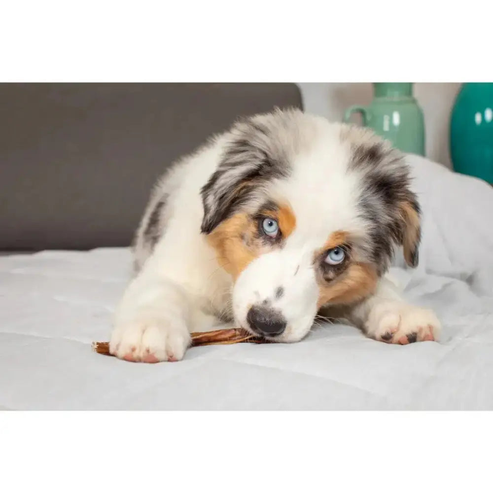 Natural Cravings USA Beef Bully Steer Stix Dog Chew Treat 12 oz - Talis Us