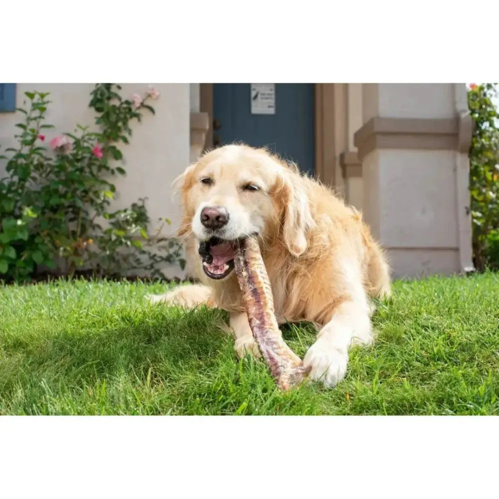 Natural Cravings USA Beef Trachea Dog Treat 6" - 10" - Talis Us