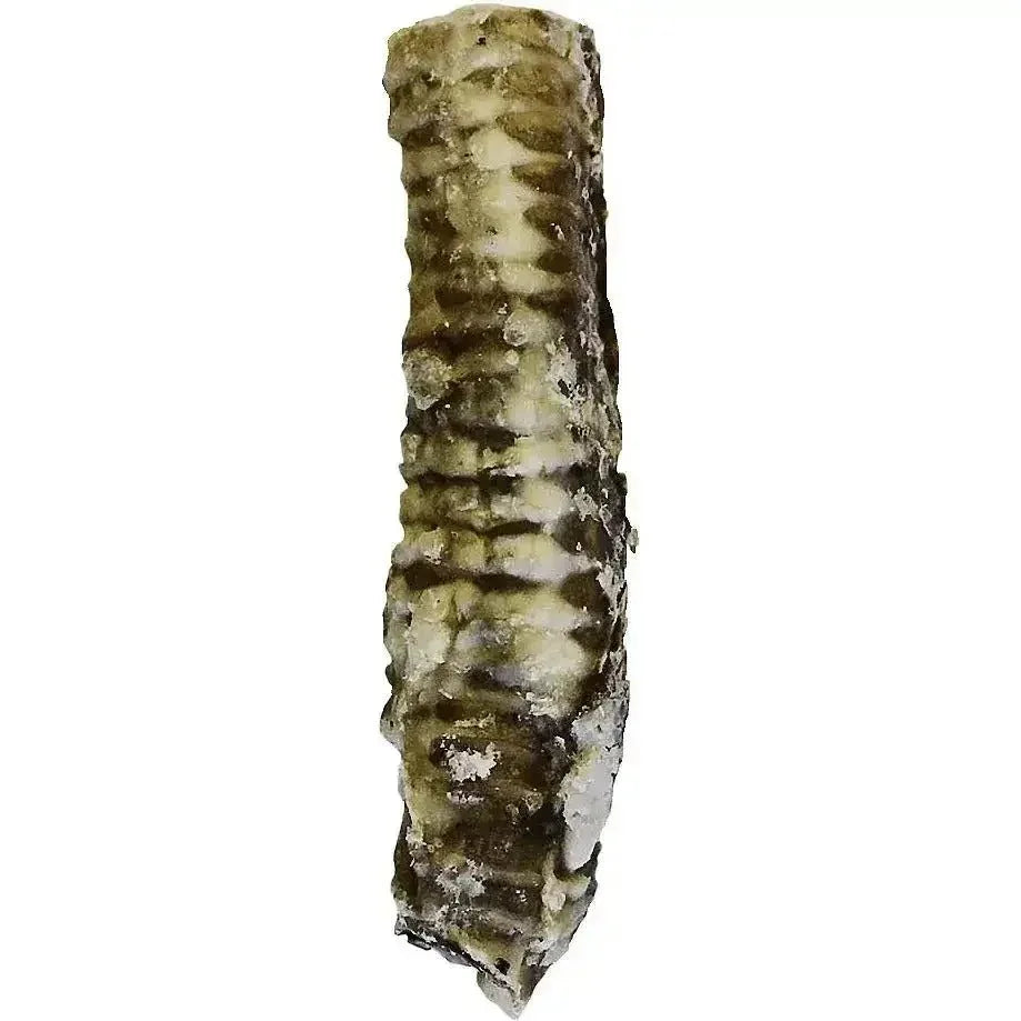 Nature’s Logic Beef Trachea Canine Dog Treat - Talis Us