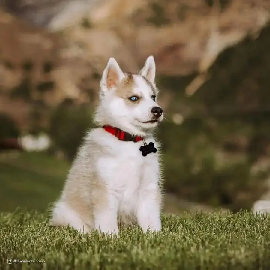 New Earth Soy Soy Adjustable Dog Collar New Earth Soy CPD