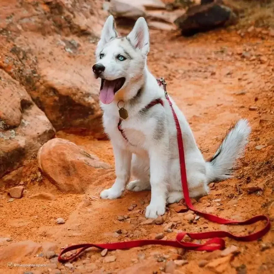 New Earth Soy Soy Dog Leash New Earth Soy CPD