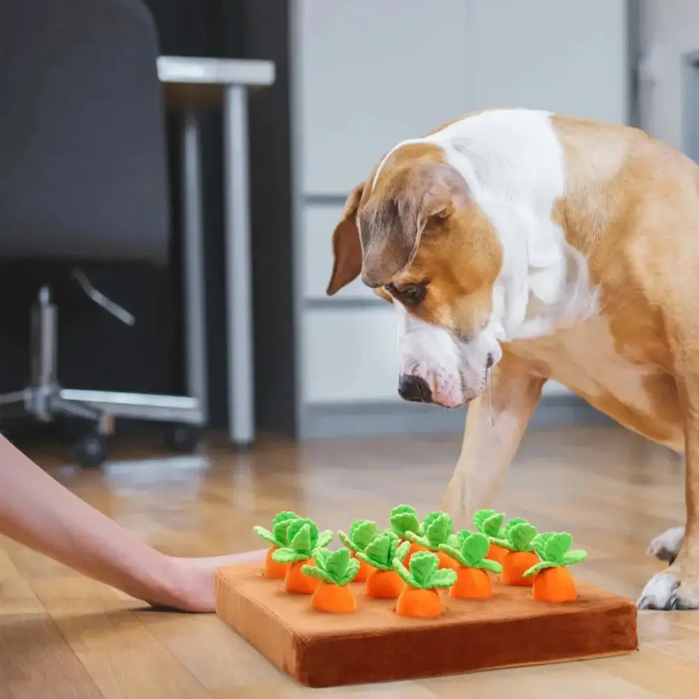 Nocciola Hide & Chew Carrot Enrichment Toy - Talis Us