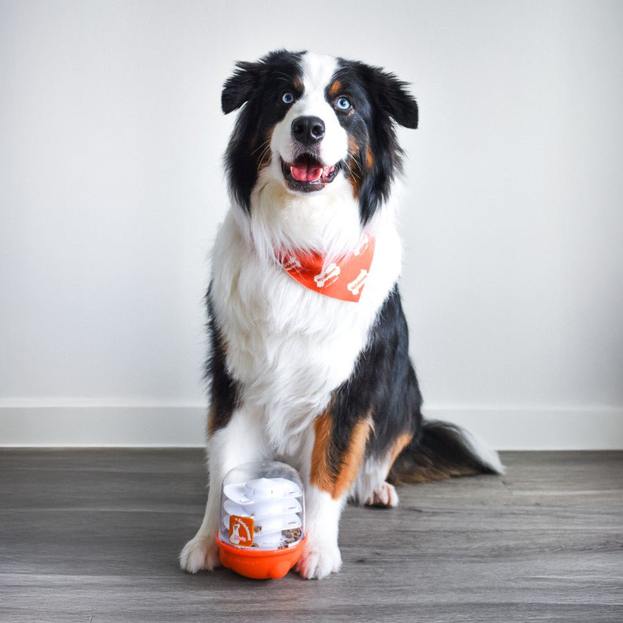Nylabone Boop N Bobble Interactive Dog Puzzle Toy and Treat Dispenser - Talis Us