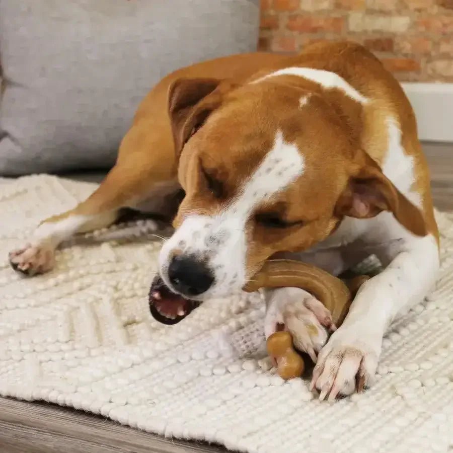 Nylabone Gourmet Style Strong Chew Wishbone Dog Toy Wishbone, - Talis Us