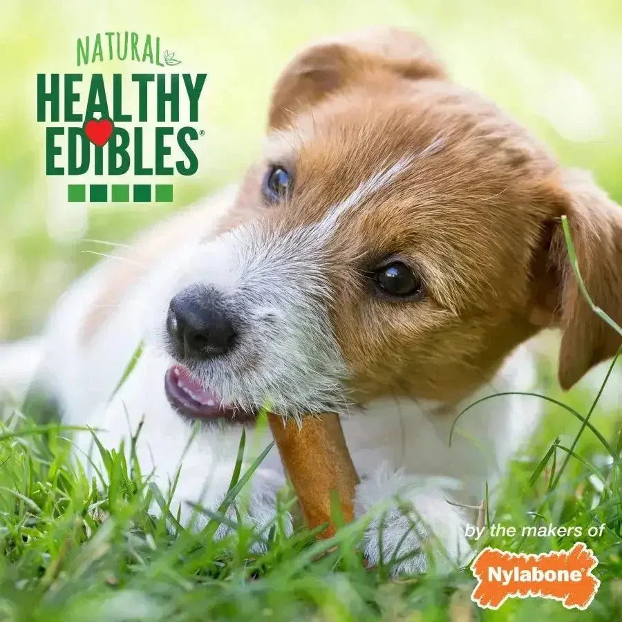 Nylabone Healthy Edibles All - Natural Long Lasting Bacon Flavor Chew Treats - Talis Us