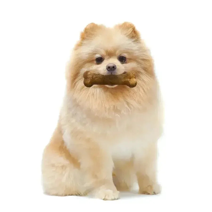 Nylabone Healthy Edibles All - Natural Long Lasting Bacon Flavor Chew Treats - Talis Us