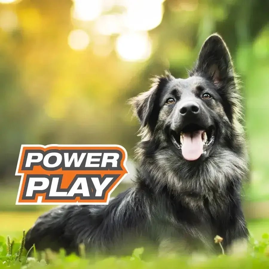 Nylabone Power Play Dog Fetch Toys Fling - a - Bounce - Talis Us