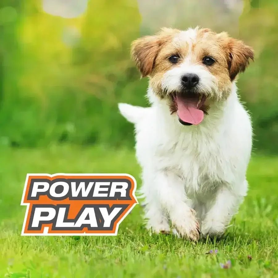 Nylabone Power Play Interactive Dog Toy Shake - a - Toss SMall - Talis Us