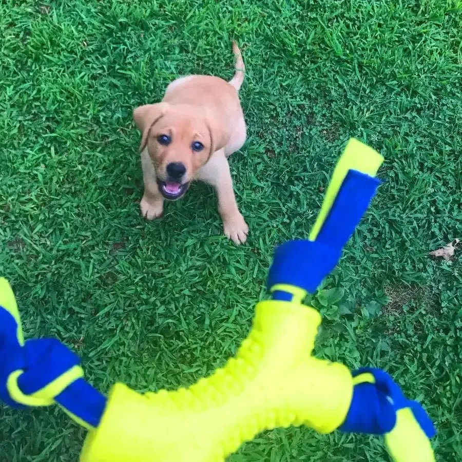 Nylabone Power Play Interactive Dog Toy Shake - a - Toss SMall - Talis Us