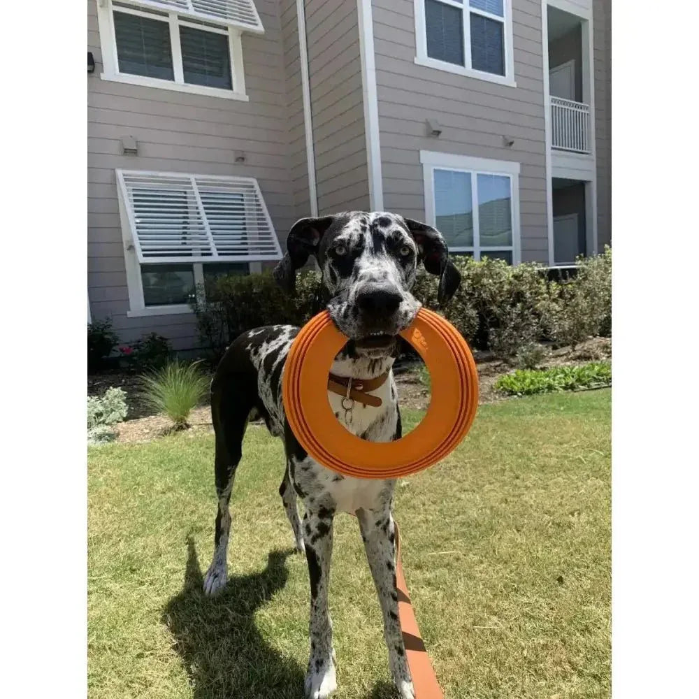Nylabone Power Play Super Flyer Gripz Disc for Dogs - Talis Us