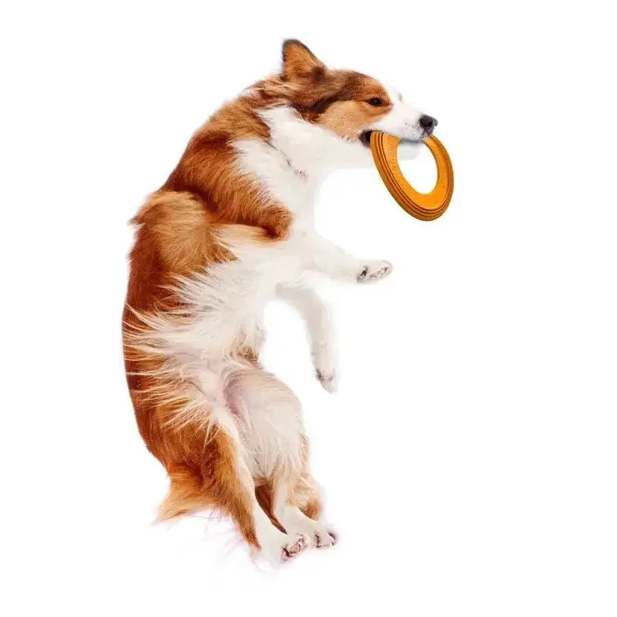 Nylabone Power Play Super Flyer Gripz Disc for Dogs - Talis Us