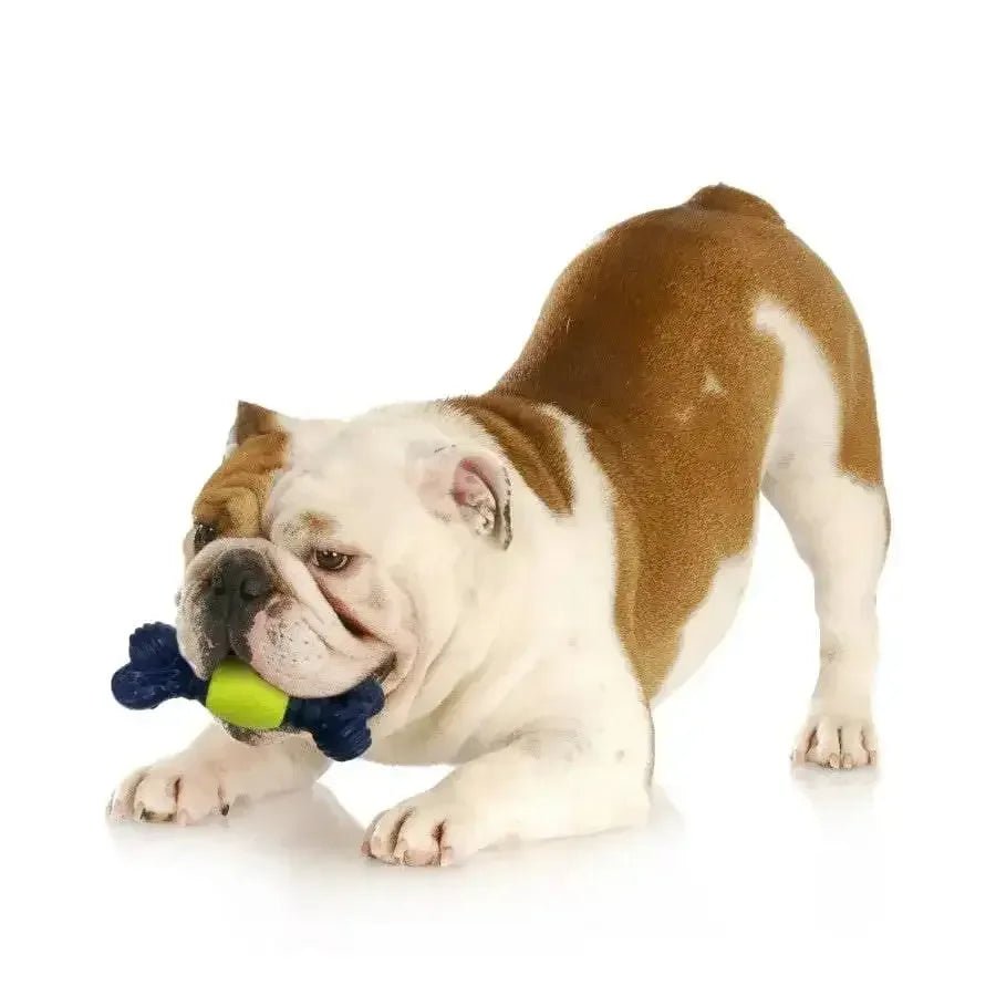 Nylabone Power Play Tennis Play 'n Fetch Interactive Dog Toy Play 'n Fetch - Talis Us