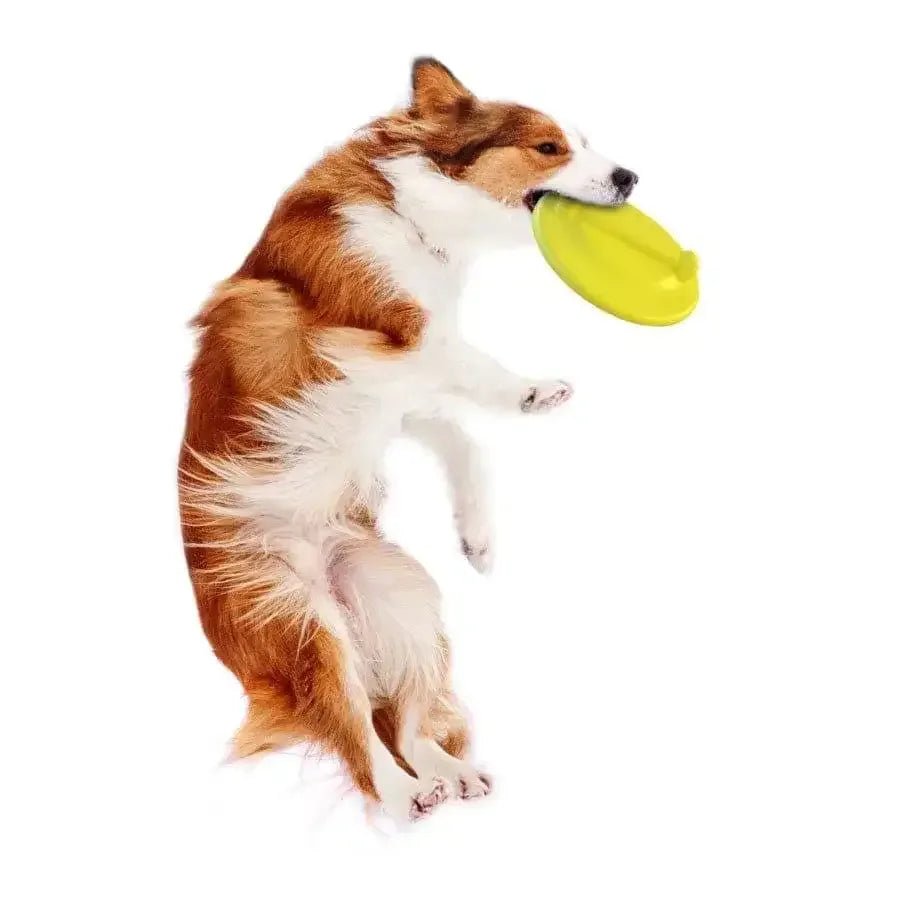 Nylabone Power Play Ultra Glider Gripz Dog Flying Disc Ultra Glider - Talis Us
