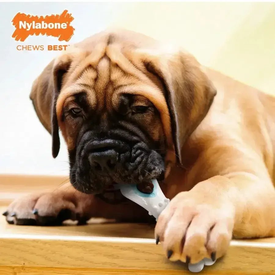 Nylabone Puppy Power Chew Knuckle Bone & Pop - In Puppy Treat Toy Combo - Talis Us