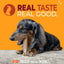 Dachshund playing with Nylabone strong chew dog toy for long-lasting enjoyment