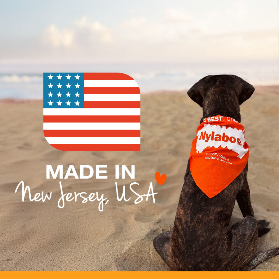 Nylabone strong chew dog toy with a dog wearing a bandana on a beach in New Jersey