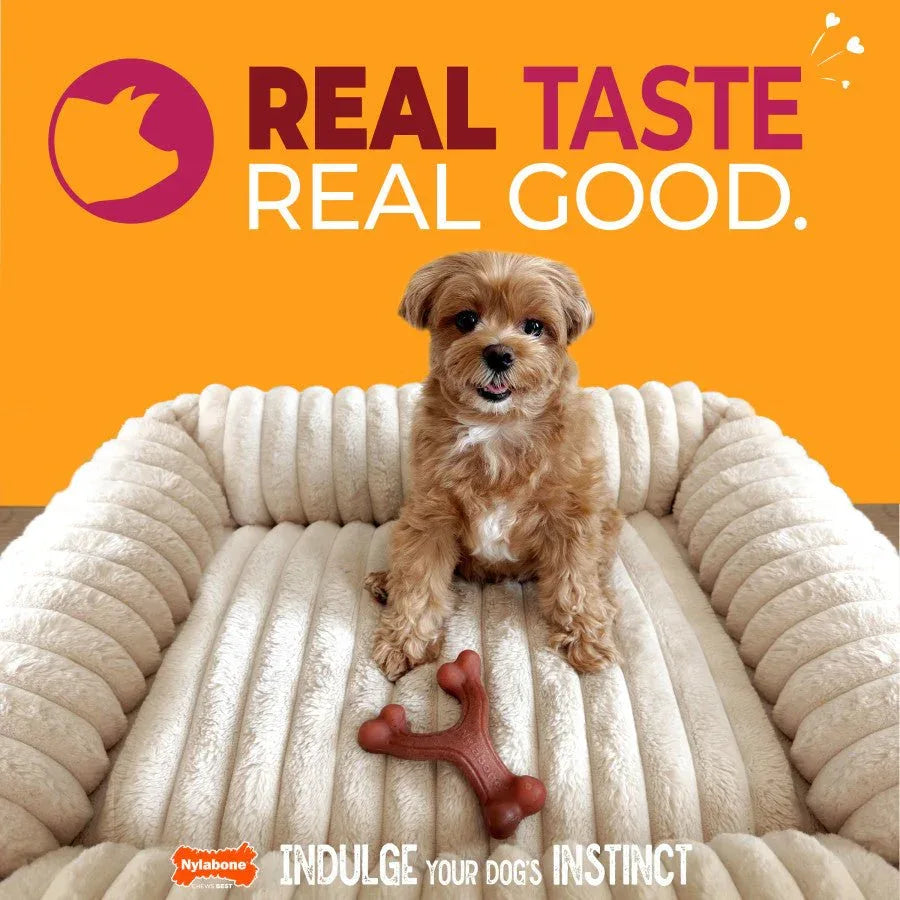Nylabone Strong Chew Wishbone Real Bacon Dog Chew Toy - Talis Us