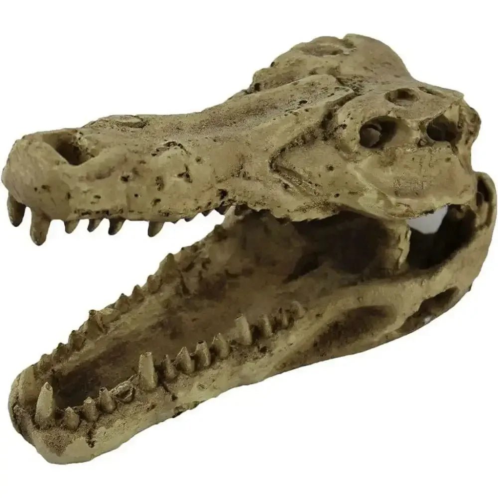 Pangea Crocodile Skull - Talis Us