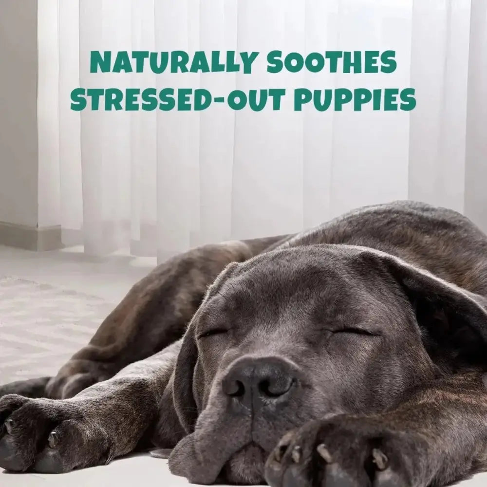 PETIPET Calming Bites with Melatonin + Chamomile Apple & Carrot Flavored Soft Chew Calming Supplement for Dogs 7oz - Talis Us