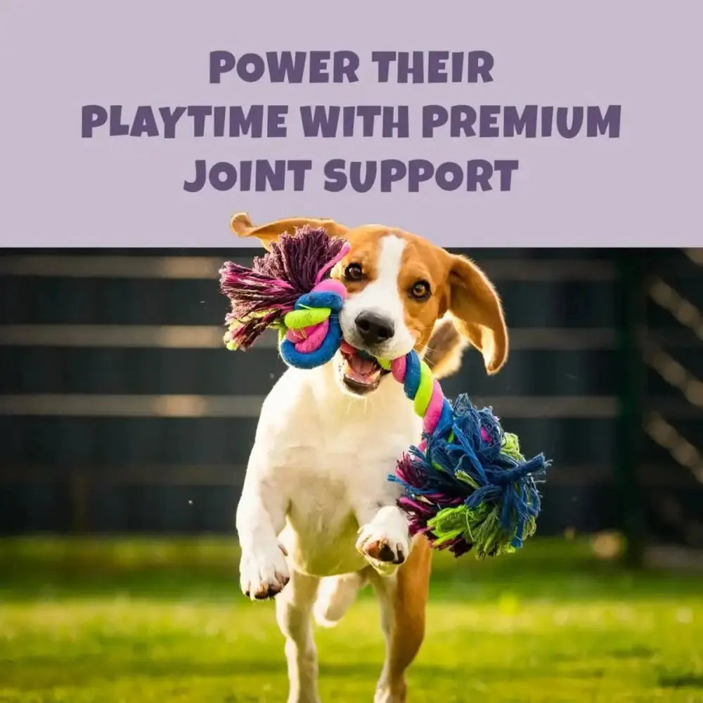 PETIPET Omega DHA Bites with Marine Algae DHA + EPA Apple & Carrot Flavored Soft Chew Brain & Heart Health Supplement for Dogs 7oz - Talis Us