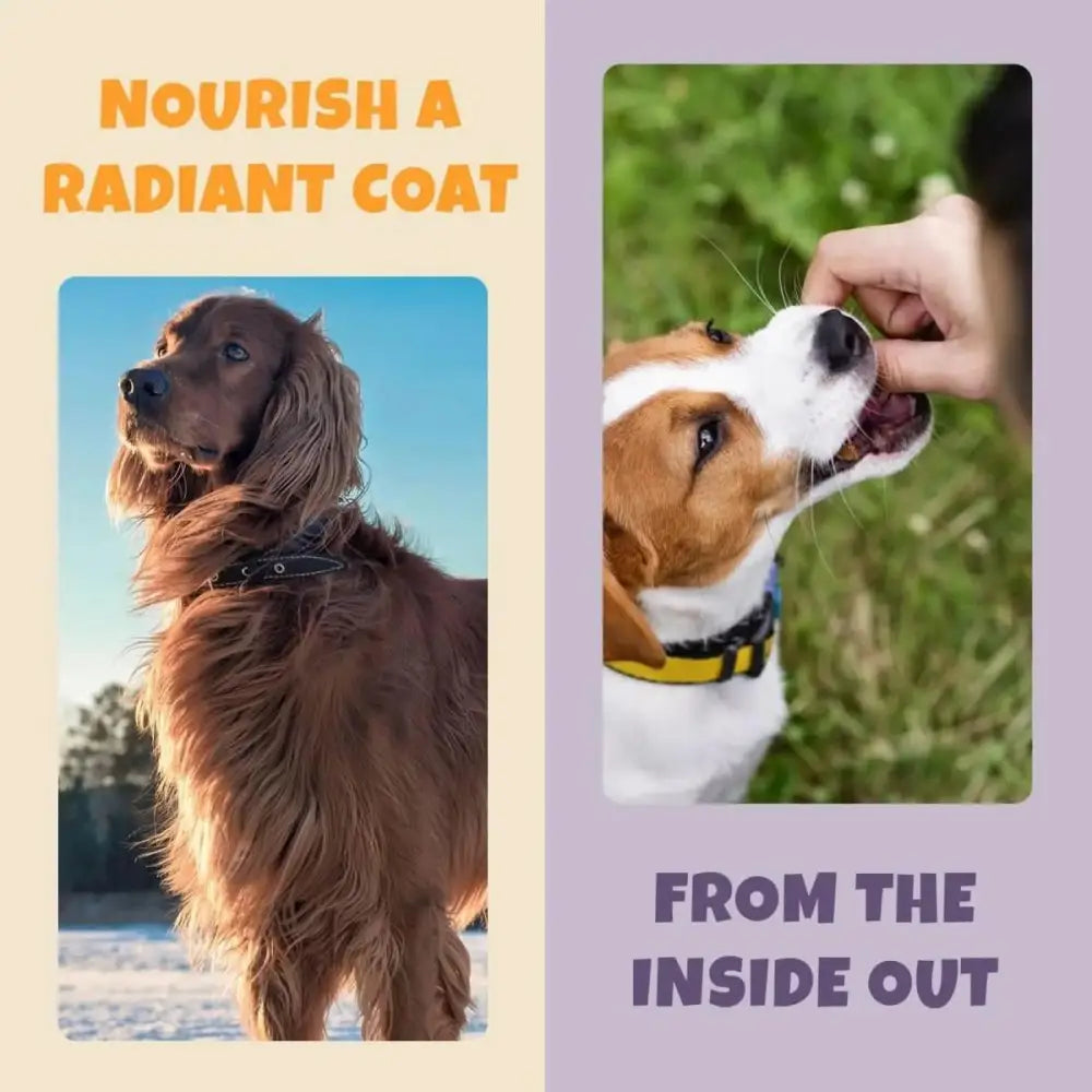 PETIPET Omega DHA Bites with Marine Algae DHA + EPA Apple & Carrot Flavored Soft Chew Brain & Heart Health Supplement for Dogs 7oz - Talis Us