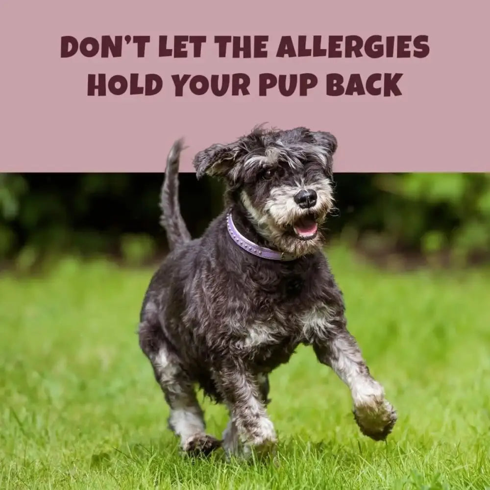 PETIPET Turmeric Bites + Curcumin Apple & Carrot Flavored Soft Chew Anti - Inflammatory Supplement for Dogs 7oz - Talis Us