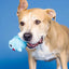 PetShop by Fringe Out of the Blue Rubber/Plush Dog Toy - Talis Us