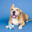PetShop by Fringe Out of the Blue Rubber/Plush Dog Toy - Talis Us