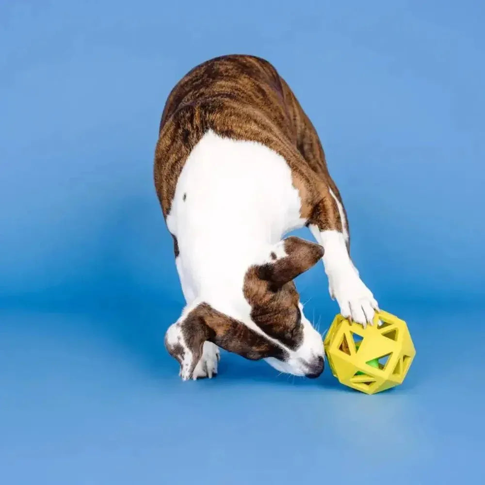 PetShop by Fringe Sweet on the Inside Rubber Dog Toy - Talis Us