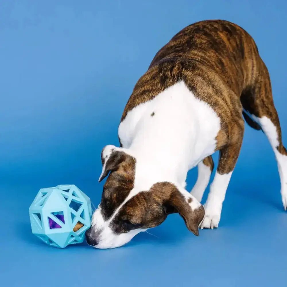 PetShop by Fringe Sweet on the Inside Rubber Dog Toy - Talis Us