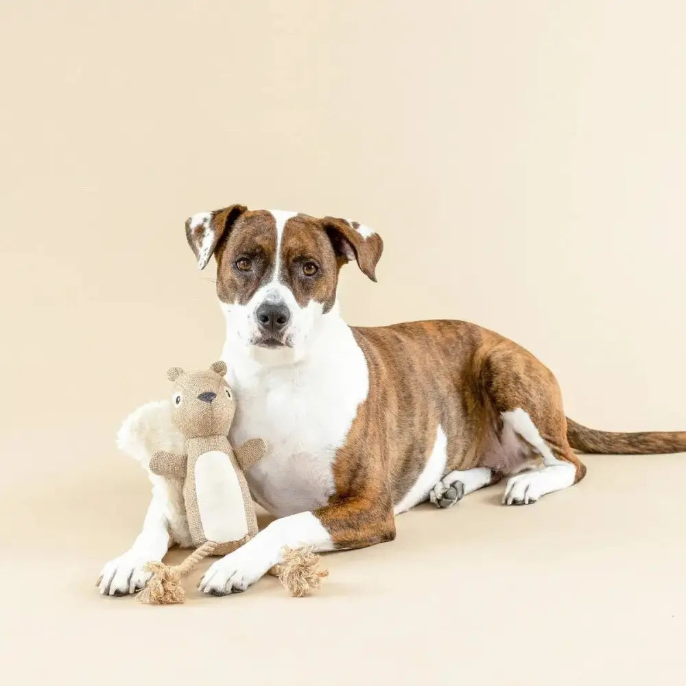 PetShop by Fringe Studio Bring More Nut Earth Friendly Dog Toy - Talis Us