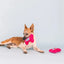 PetShop by Fringe Studio It's My Barkday Plush Dog Toy - Talis Us