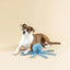 PetShop by Fringe Studio Long Time No Sea Earth Friendly Dog Toy - Talis Us