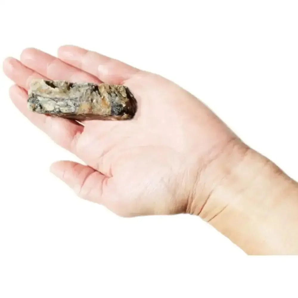 Plato Hundur's Crunch Jerky Fingers - Talis Us