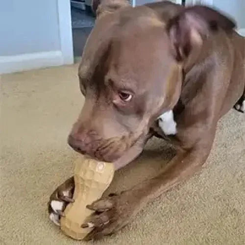 Poochie Butter Filler Dog Chew Toy - Talis Us