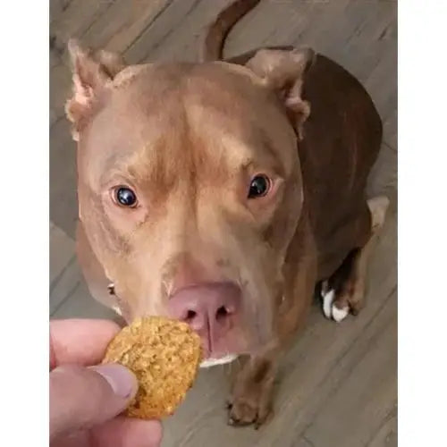 Poochie Butter Peanut Butter + Blueberry Soft Chewies - Talis Us