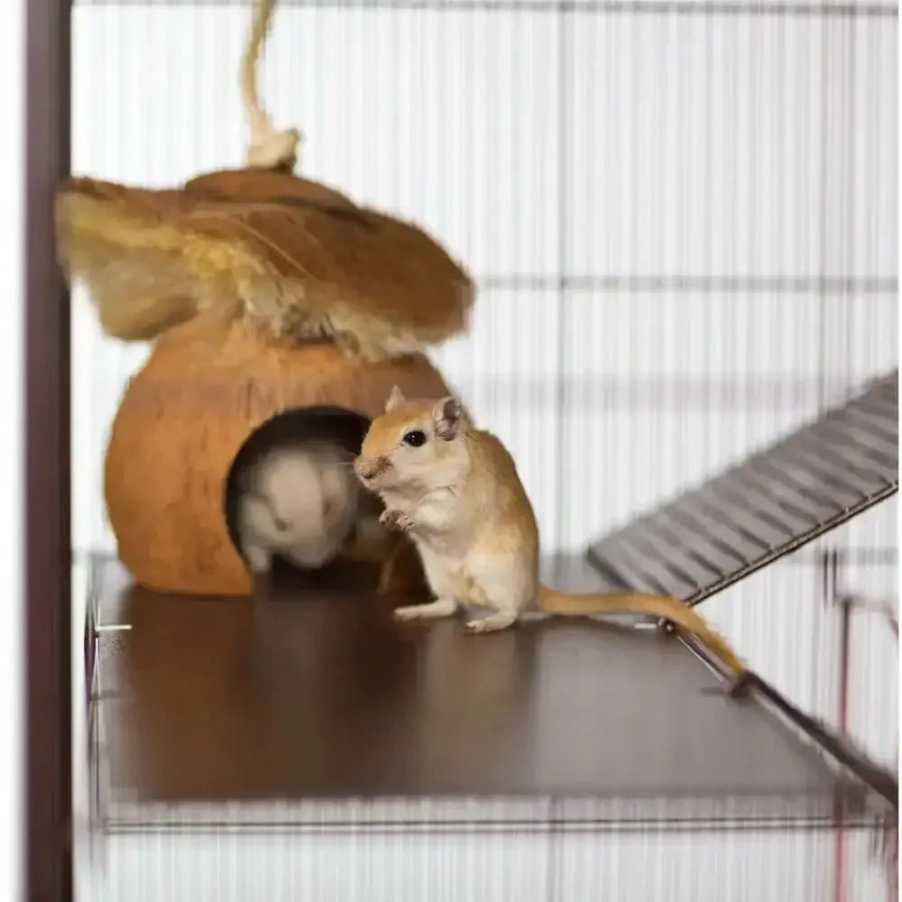 Prevue Pet Products Naturals Critter Hut Small Animal Toy - Talis Us