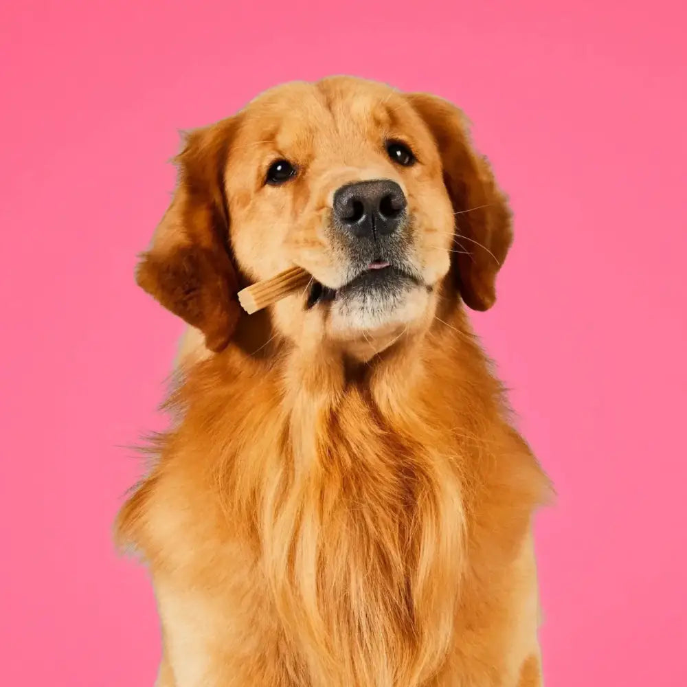 Project Hive Pet Company Hive Dog Chew Stick - Talis Us