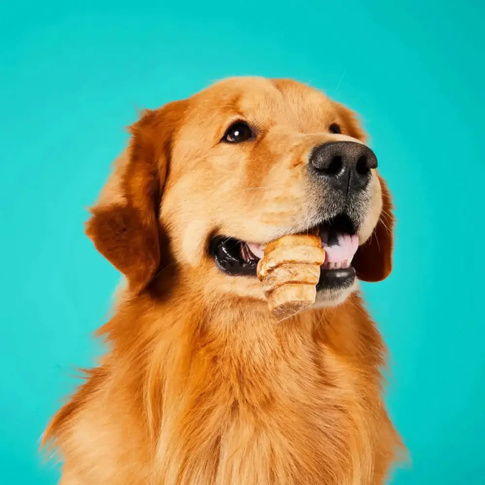 Project Hive Pet Company Hive Dog Chew - Talis Us