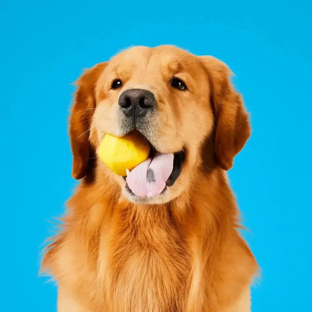 Project Hive Pet Company Hive Ball Durable Dog Toys - Talis Us