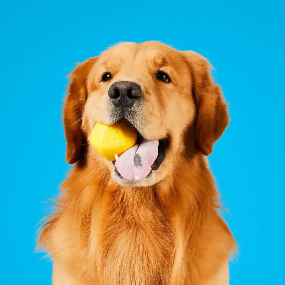 Project Hive Pet Company Hive Ball Durable Dog Toys - Talis Us