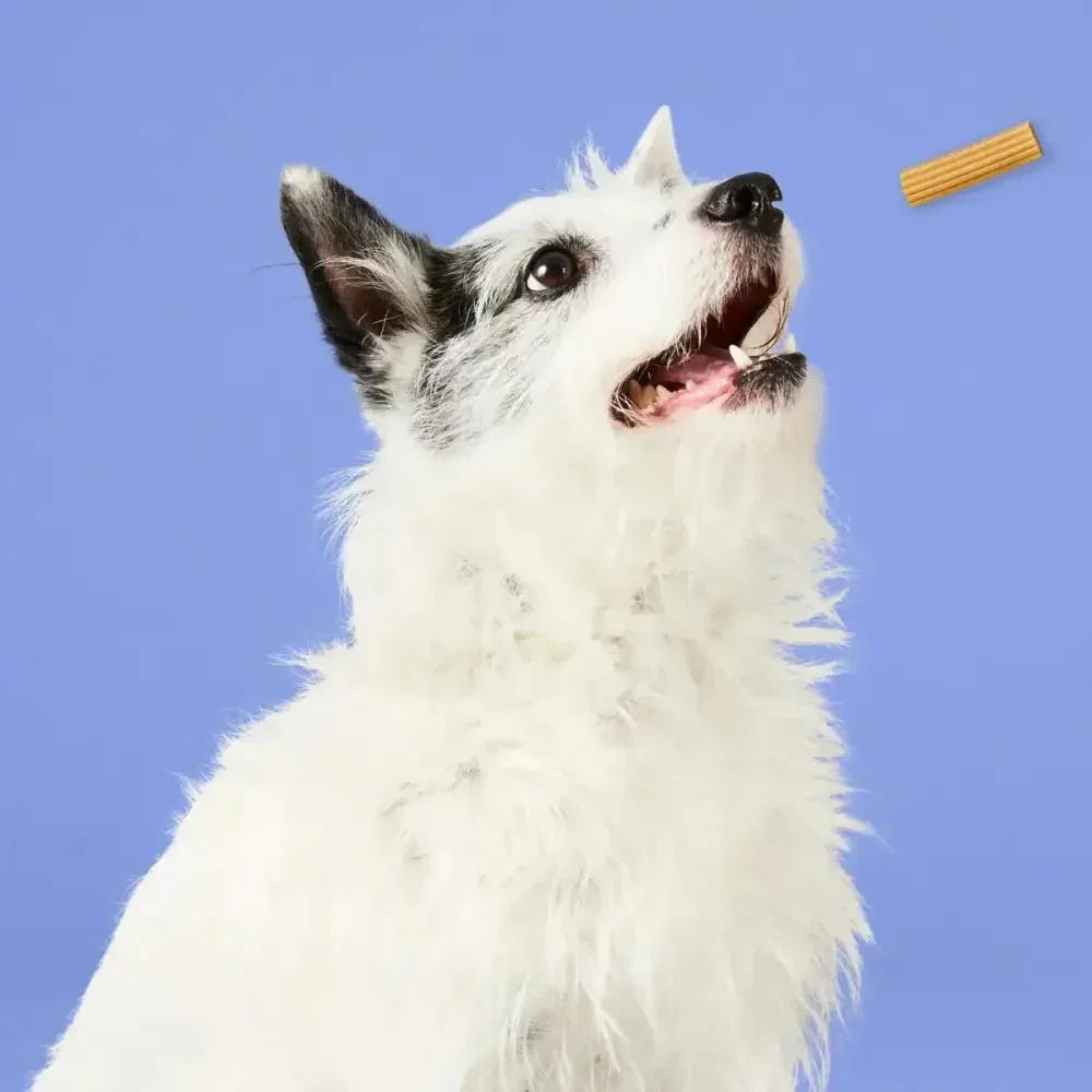 Project Hive Pet Company Hive Dog Chew Stick - Talis Us
