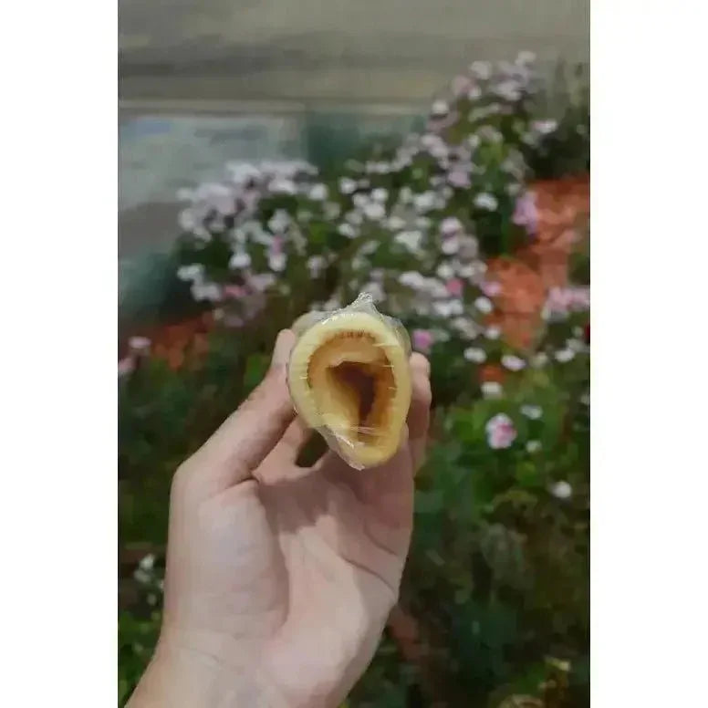 QT Dog Water Buffalo Cheek Rolls Jumbo - Talis Us