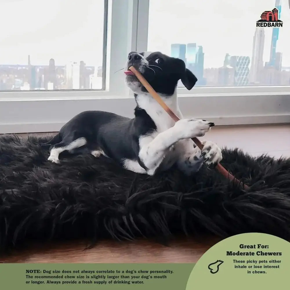 Redbarn 9" Bully Sticks for Dogs 9" (Pack of 50) - Talis Us