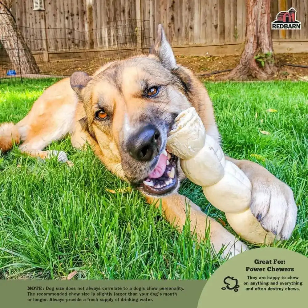 Dog enjoying a beef cheek roll dog treat, designed for power chewers, in a grassy yard