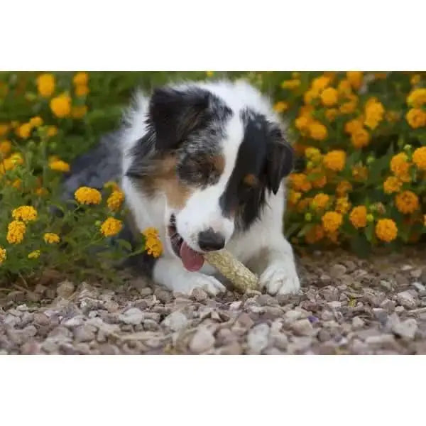 Dog enjoying a Redbarn filled munchie retriever surrounded by vibrant flowers in a garden setting