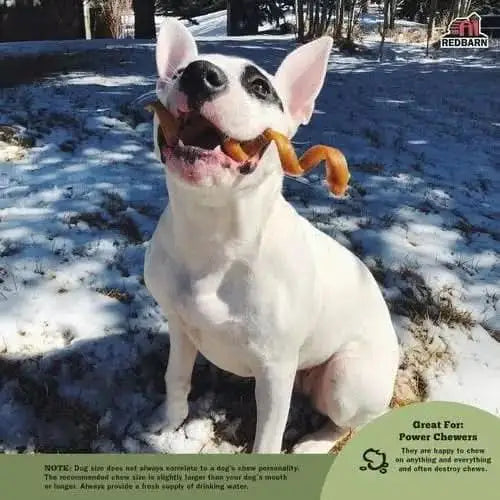 A happy dog enjoying odor free bully spring dog chews outdoors in the snow