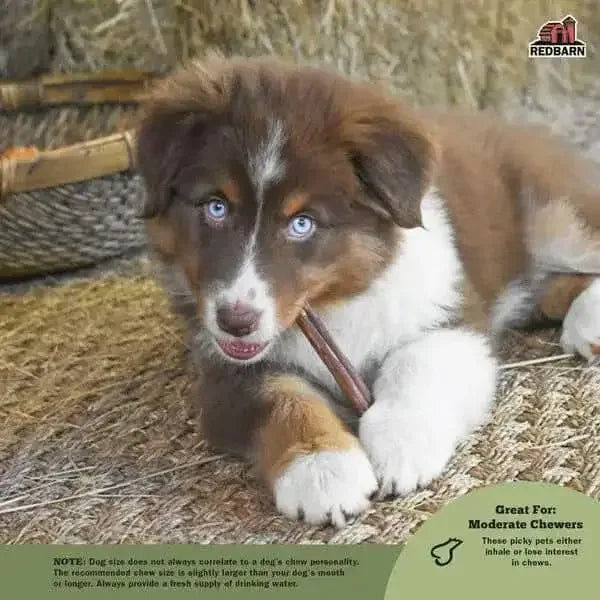 Redbarn odor free bully stick for dogs, perfect for moderate chewers, shown in a playful puppy's mouth