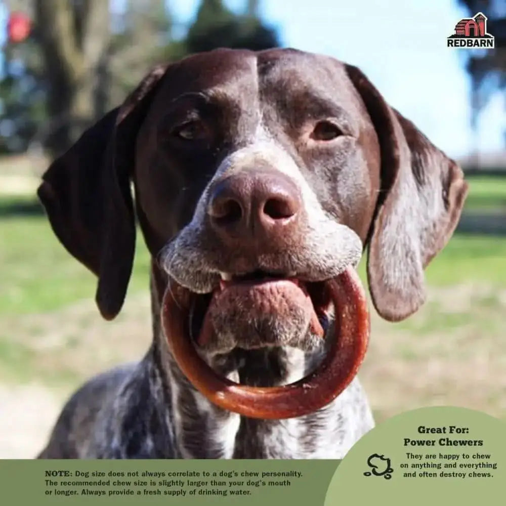Dog enjoying Redbarn bully rings dog chew, perfect for power chewers and long-lasting entertainment